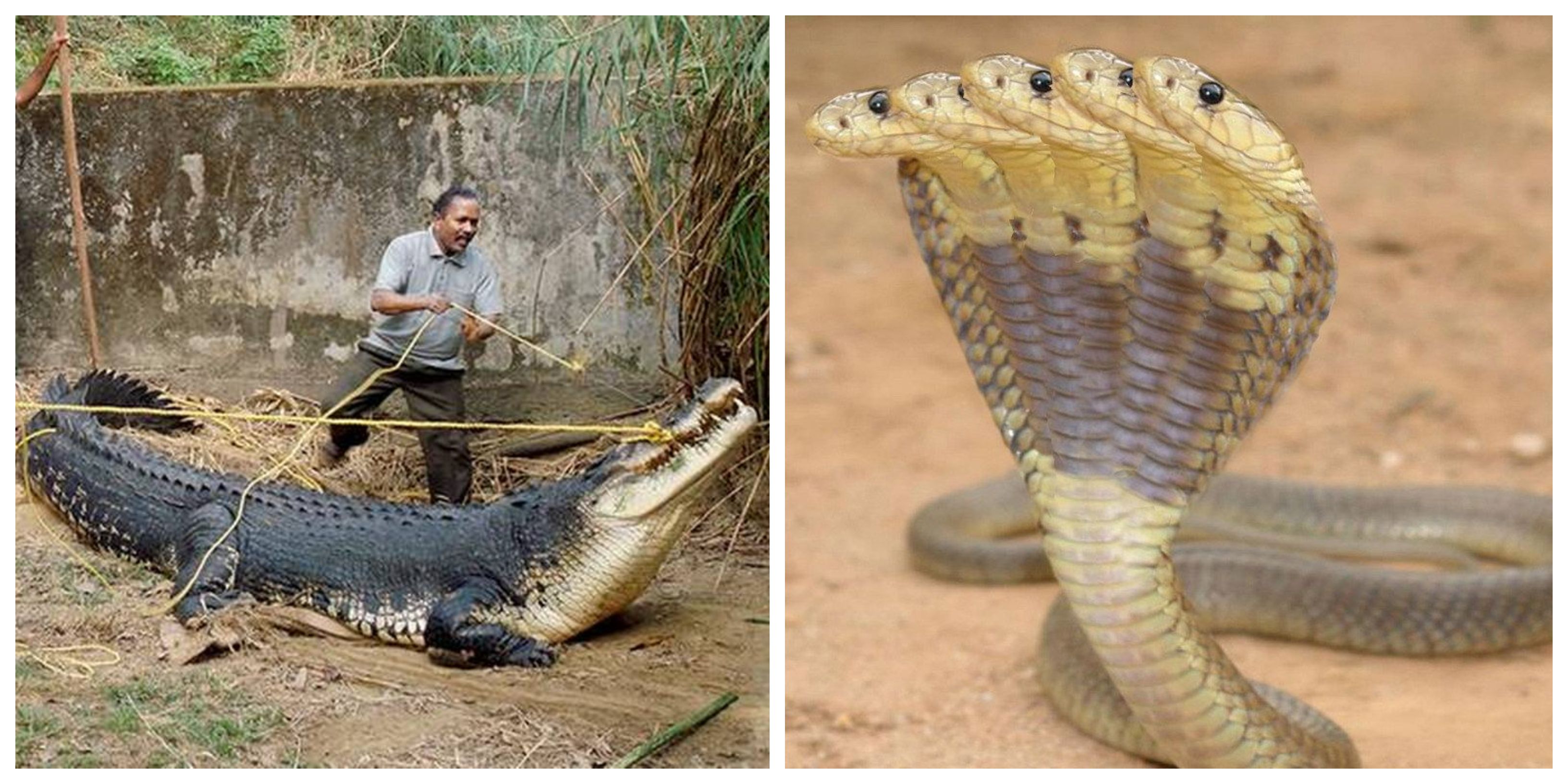 25 Creatures Buried Underneath Swamps That Even Bear Grylls Would Avoid