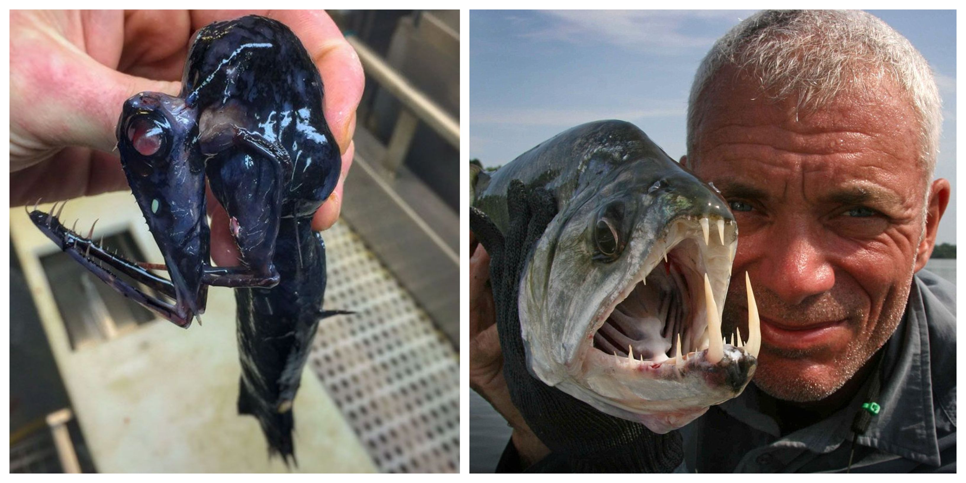 16 Creatures From River Monsters Caught On Camera 5 That Still Remain A Mystery