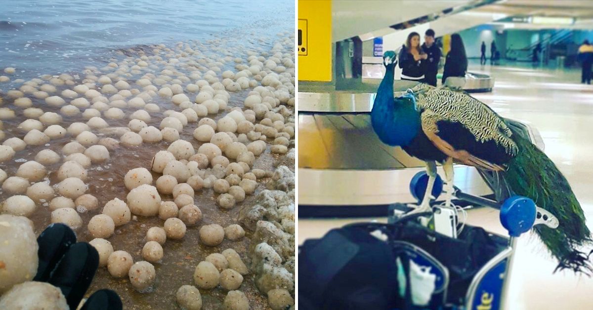 25-of-the-strangest-things-people-have-found-around-the-world